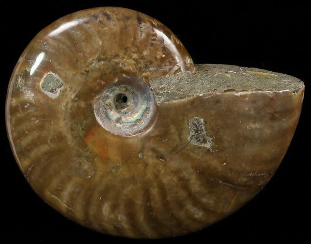 Flashy Red Iridescent Ammonite - Wide #52316